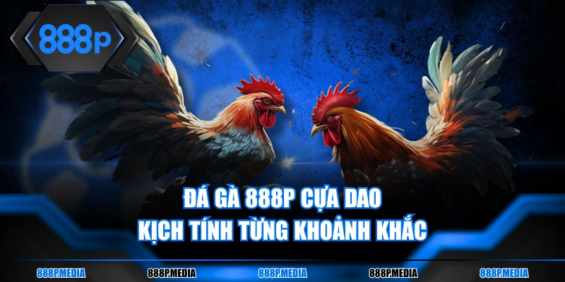 Đá gà 888P cựa dao kịch tính từng khoảnh khắc