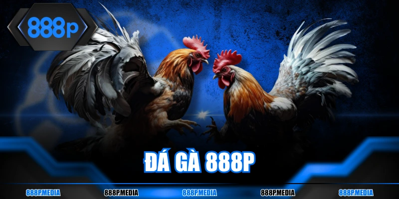 Đá gà 888P